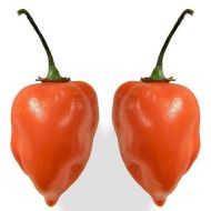 Adjuma-type "Habanero Orange" Chili pepper seeds - 15 pcs.
