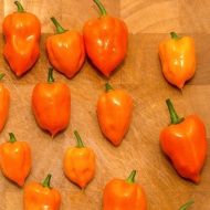 Adjuma-type "Habanero Orange" Chili pepper seeds - 15 pcs.