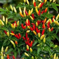 "Tabasco Red" Chili pepper seeds - 10 pcs.