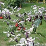 "Troll" Chili pepper seeds - 15 pcs.