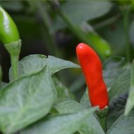 "Inca Lost" Chili pepper seeds - 15 pcs.