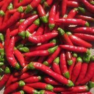 "Hot Demon Red" Chili pepper seeds - 10 pcs.