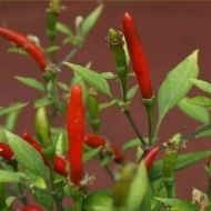 "Hot Demon Red" Chili pepper seeds - 10 pcs.