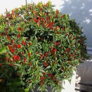 "Hot Demon Red" Chili pepper seeds - 10 pcs.
