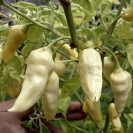 "Dong Xuan Market White" Chilly Pepper 15 seeds