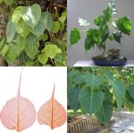 Sacred Ficus seeds (Ficus religiosa) - 2 g.