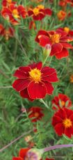 Single French Marigold Flower seeds – 250 pcs. (±) / 1 g