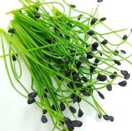 Garlic chives (Allium tuberosum) - 750 pcs (±) / 2.5 g seeds