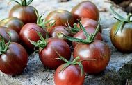 Black Cherry - cherry tomatoes - 25 seeds