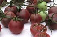 Black Cherry - cherry tomatoes - 25 seeds