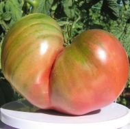 First Mate - beefsteak tomato - 15 seeds