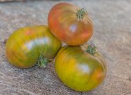 First Mate - beefsteak tomato - 15 seeds