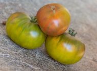 First Mate - beefsteak tomato - 15 seeds