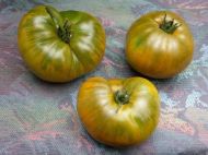 Emerald Apple - beefsteak tomato - 15 seeds