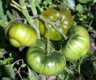 Emerald Apple - beefsteak tomato - 15 seeds