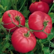 Brandy Boy F1 - beefsteak tomato - 15 seeds