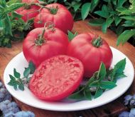 Brandy Boy F1 - beefsteak tomato - 15 seeds