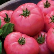 Big Pink F1- beefsteak tomato -15 seeds