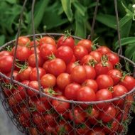 Cherry Baby F1 - cherry tomatoes - 5 seeds