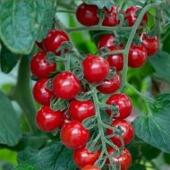 Cherry Baby F1 - cherry tomatoes - 5 seeds