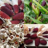 Ягодова царевица за пуканки (Strawberry Red) - 50 бр (±) / 5 гр семена