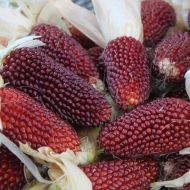 Ягодова царевица за пуканки (Strawberry Red) - 50 бр (±) / 5 гр семена