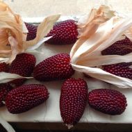 Ягодова царевица за пуканки (Strawberry Red) - 50 бр (±) / 5 гр семена