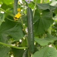 El Toro F1 Cucumber - 10 seeds