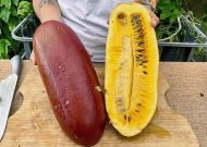 Cassabanana - 5 seeds
