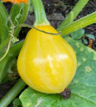 Тиквички сорт "Лимон" (Lemon) - 10 бр семена