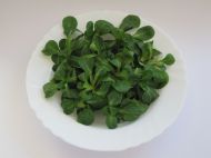 Валериана Verte de Cambrai / агнешка маруля (Valerianella locusta) - 25 гр. семена