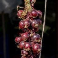 Лук Роса Тонда (Tropea Rossa Tonda) - червен, сладък - 5 гр семена