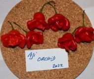 Aji Orchid - 15 seeds