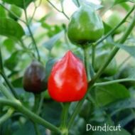 Dundicut - 15 seeds