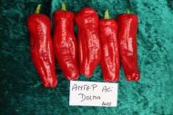 Antep Aci Dolma - 15 seeds