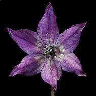 Експлозивна жарава (Explosive Ember) / Черно кралско (Royal Black) - 15 бр. семена