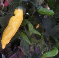 Aji Pineapple - 15 pcs. seeds