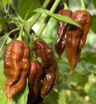 Хабанеро Шоколад (Habanero Chocolate) - 10 бр. семена