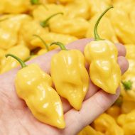 Habanero Lemon - 15 seeds