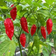 Бхут Джолокия (Bhut Jolokia) - 10 бр. семена