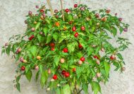 Moranguinho - 15 pcs. seeds