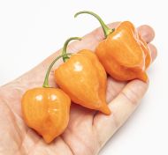 Хабанеро Оранжево (Habanero Orange) - 15 бр. семена
