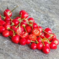 Moranguinho - 15 pcs. seeds