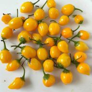 Aji Charapita Peach - 15 pcs. seeds