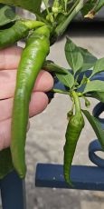 Guindilla Verde - 15 pcs. seeds