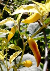 Yellow Bouquet CGN 22181 - 15 pcs. seeds