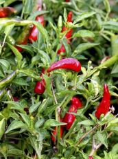 Piment de la Bresse - 15 seeds