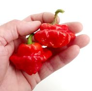 Aji Dulce / Spinning Tops - 15 pcs. seeds