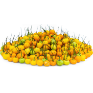 Aji Charapita - 15 seeds