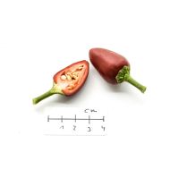 Shata Baladi - 15 pcs. seeds
